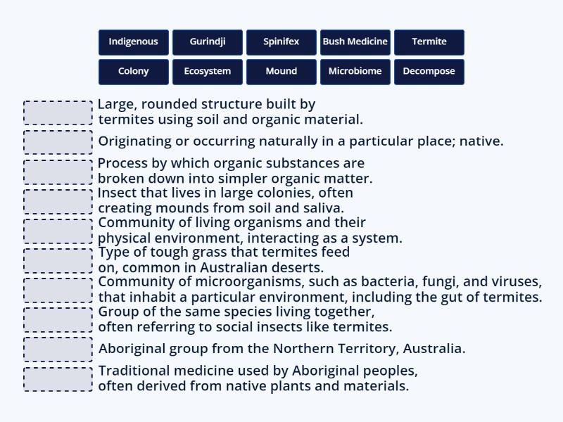 Termites Vocabulary - Match Up