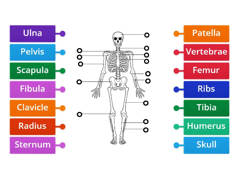 Label the Skeletal System - Labelled diagram