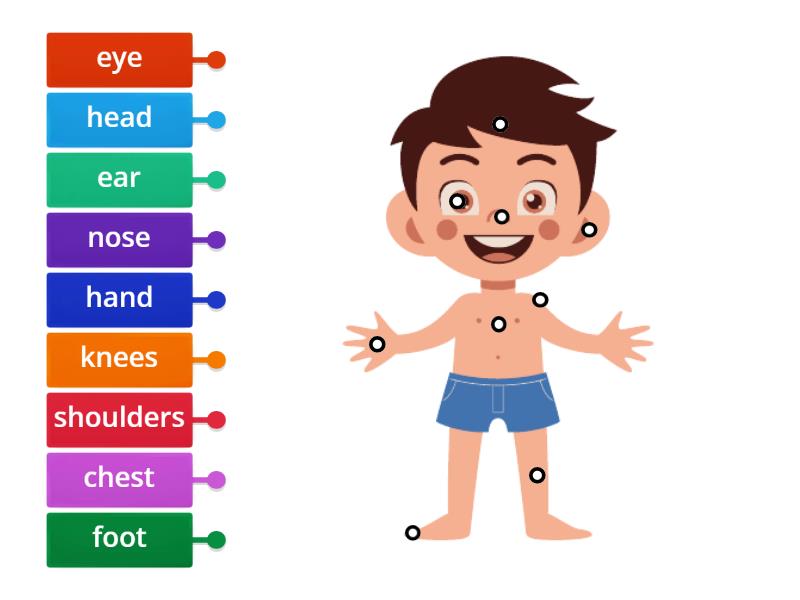 Body Parts Labels - Labelled diagram