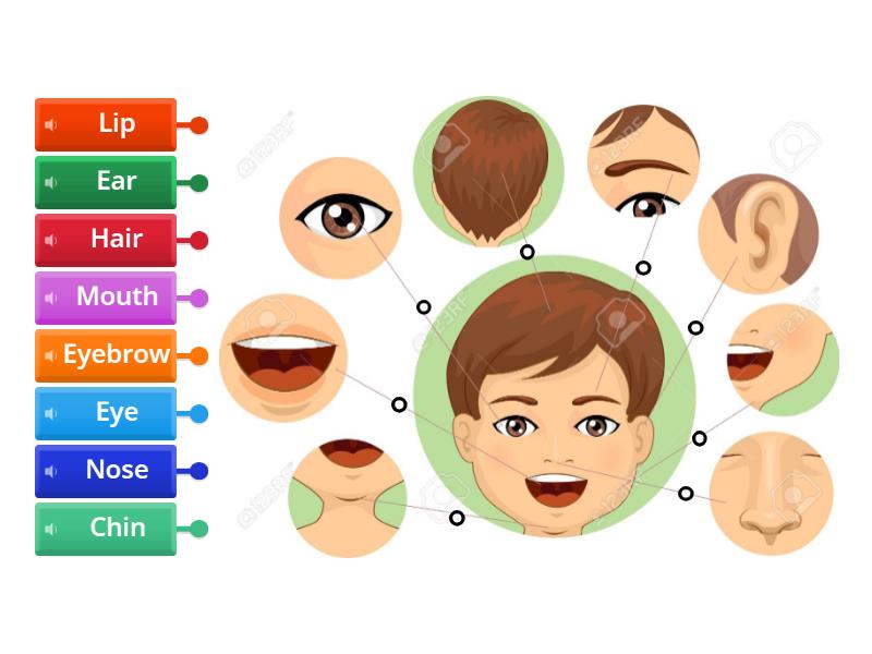 MY FACE - Labelled diagram