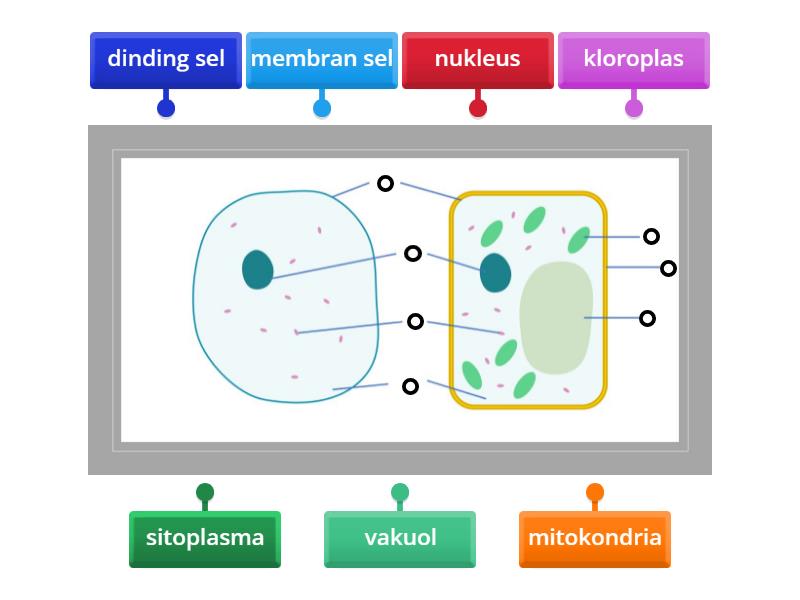 STRUKTUR SEL HAIWAN DAN SEL TUMBUHAN - Labelled diagram