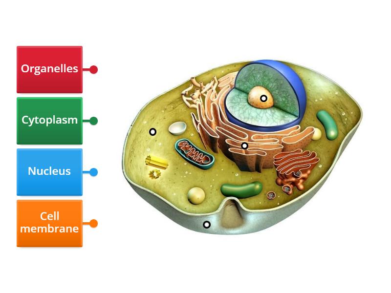 parts-of-an-animal-cell-labelled-diagram