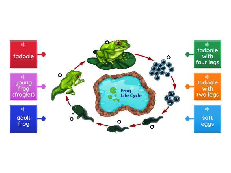 Frog life cycle - Labelled diagram