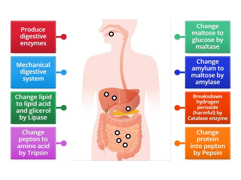 Digestive Enzyme Organs - Labelled diagram