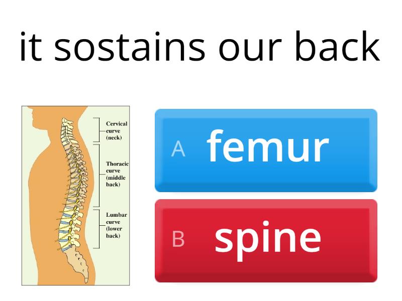 skeletal-and-muscular-systems-quiz