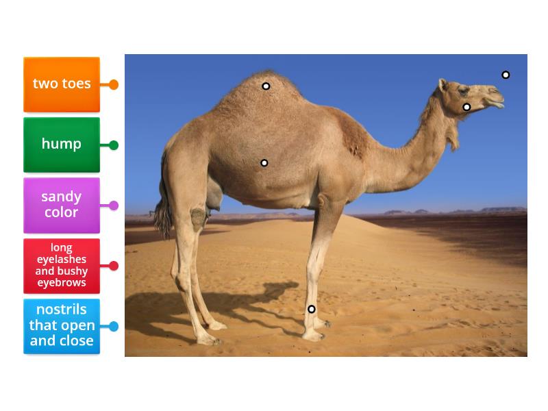 Camel Adaptations - Labelled diagram