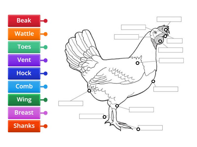 Chicken External Anatomy - Labelled diagram