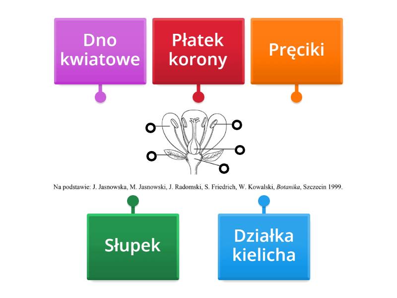 Biologia Klasa 5 okrytonasienne - Labelled diagram