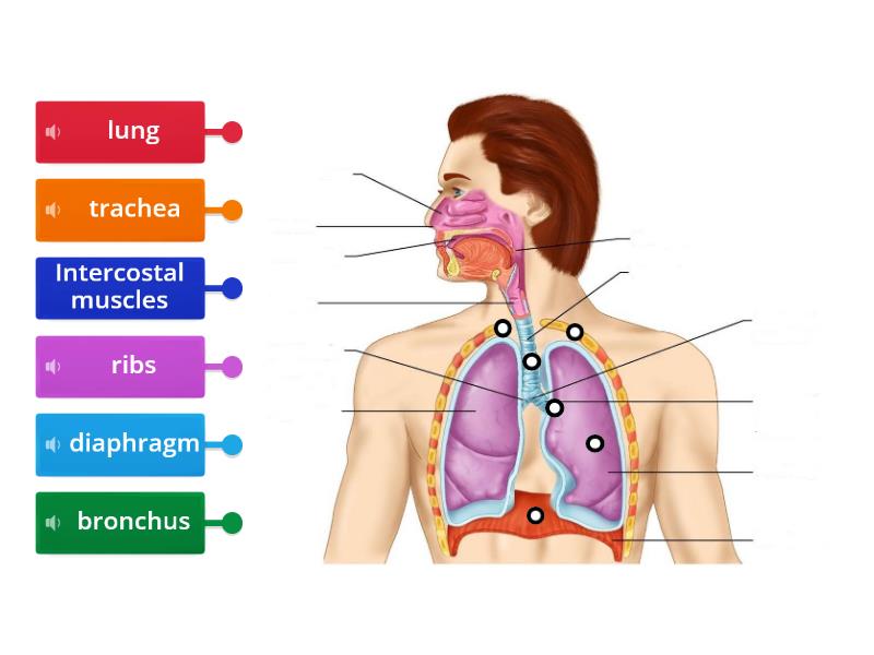 Respiratory system - Labelled diagram