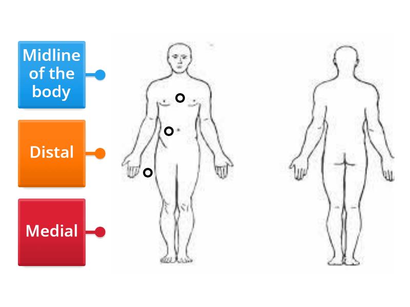 Anatomical Positions - Labelled diagram
