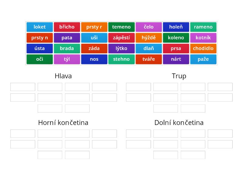 Vnější stavba lidského těla - Group sort