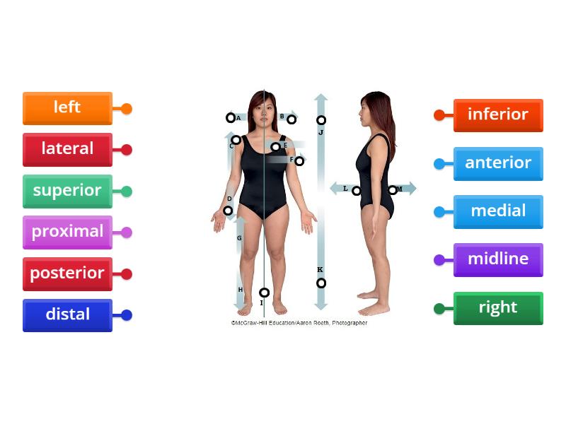 Anatomical Relative Positions - Labelled diagram