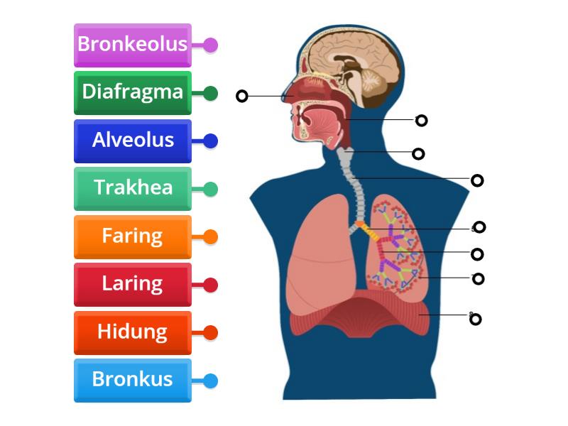 Alat Pernafasan Manusia - Labelled diagram