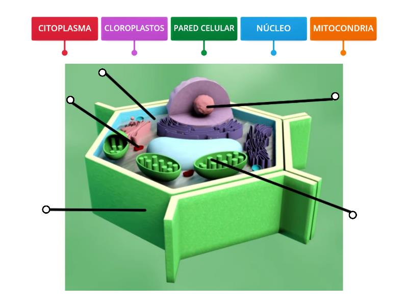 CELULA EUCARIOTA VEGETAL Y SUS PARTES - Labelled diagram