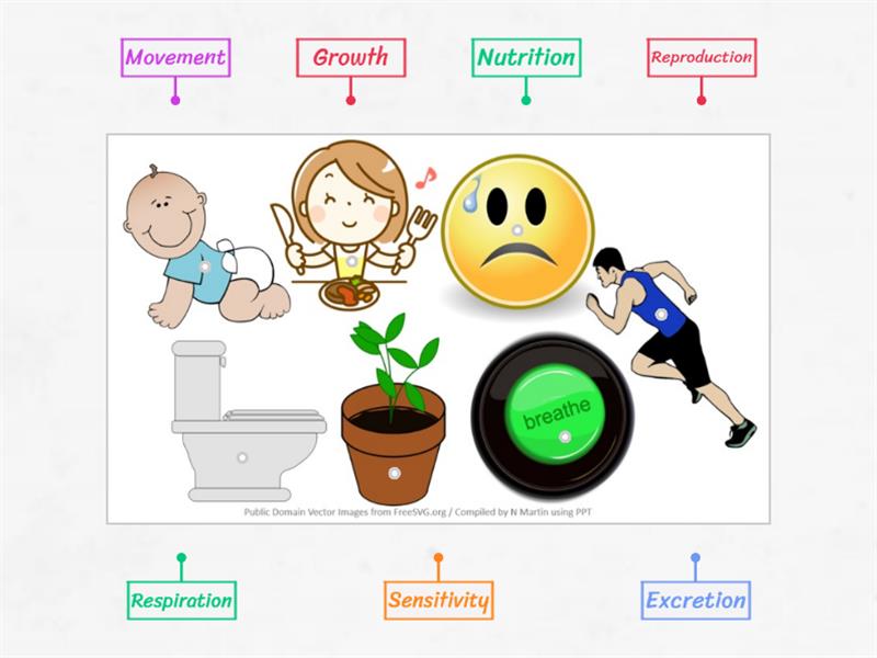 MRS GREN Image Labeling - Labelled diagram