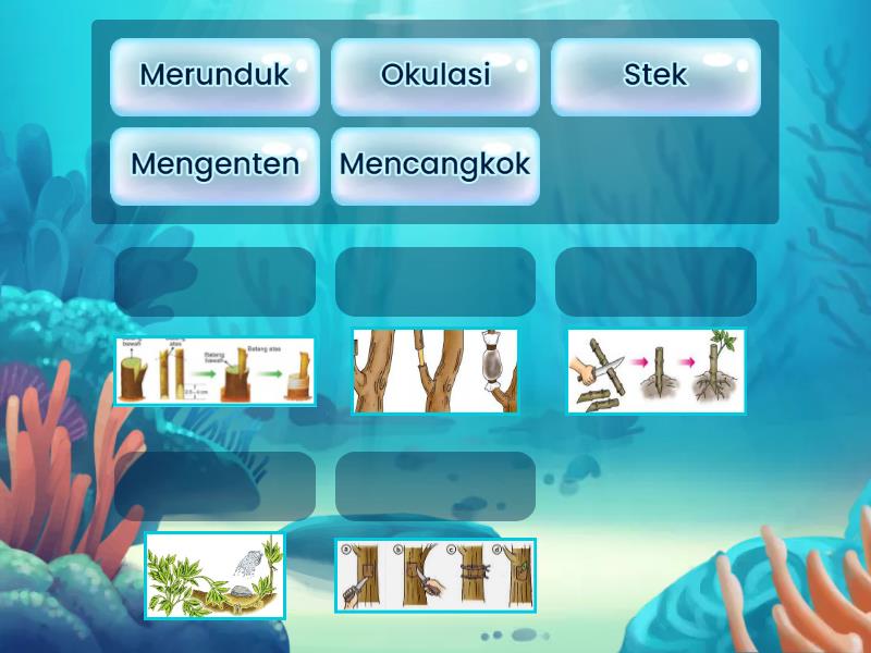 Pasangkanlah Gambar dengan Nama Perkembangbiakkan Vegetatif Buatan ...