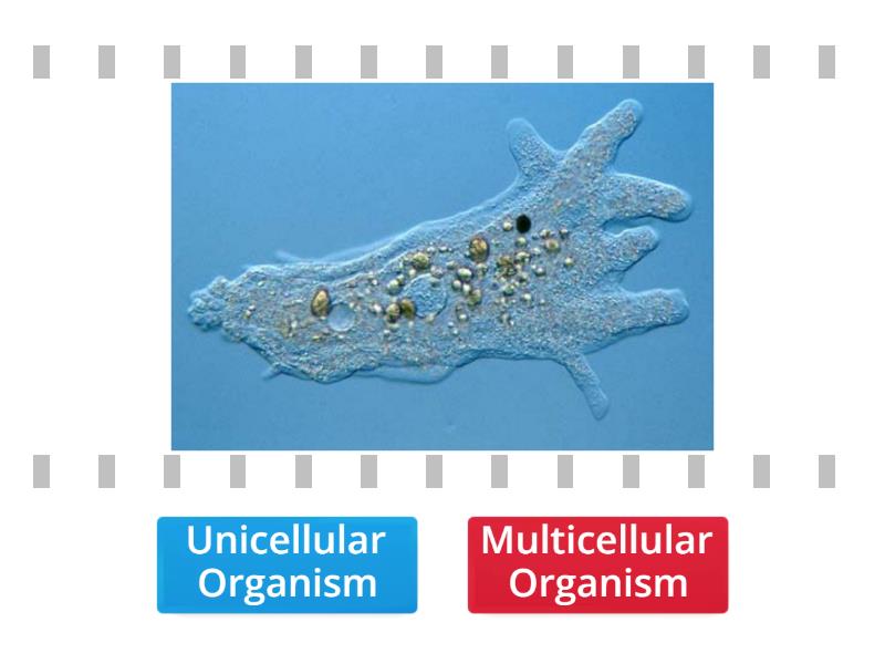 Unicellular vs. Multicellular Organisms True or false