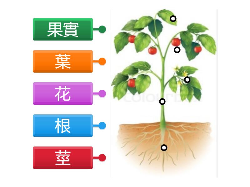 植物的構造-根莖葉果花 - 標籤圖表