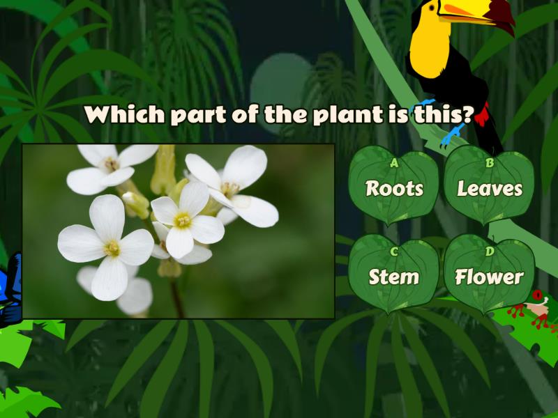Parts of the plant - Quiz
