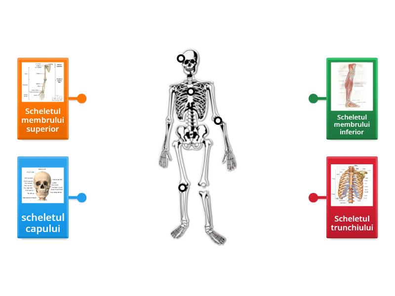 Scheletul Uman Labelled Diagram