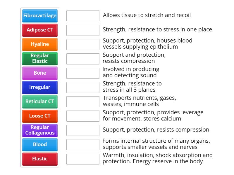 Connective Tissues Functions - Match up