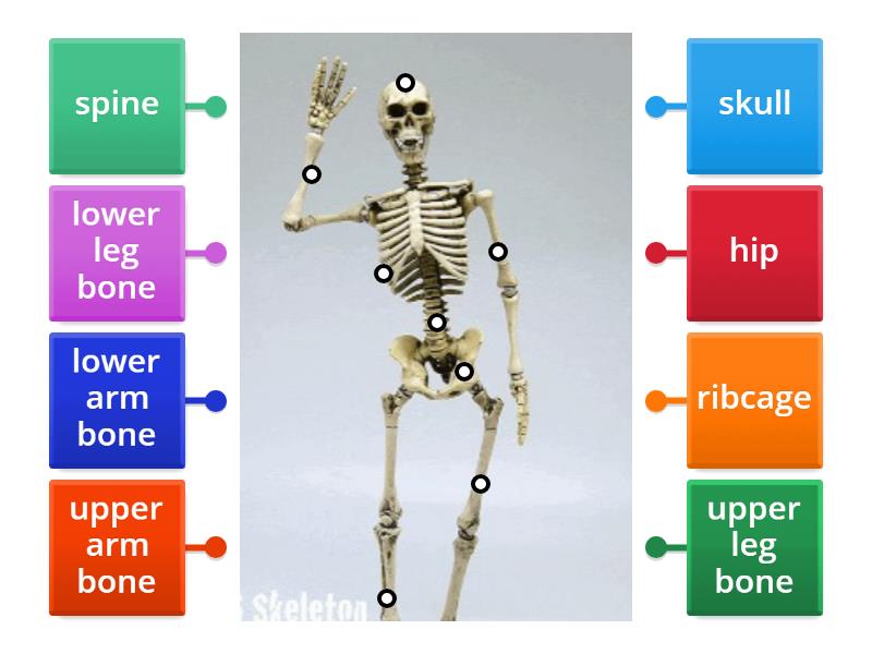 Label the Skeleton - Labelled diagram