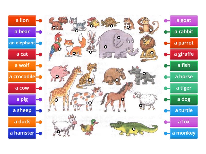 Animals - Labelled diagram