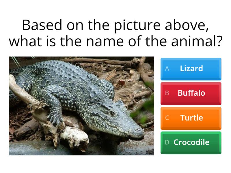 ANIMALS GIVE BIRTH AND LAY EGGS - Quiz