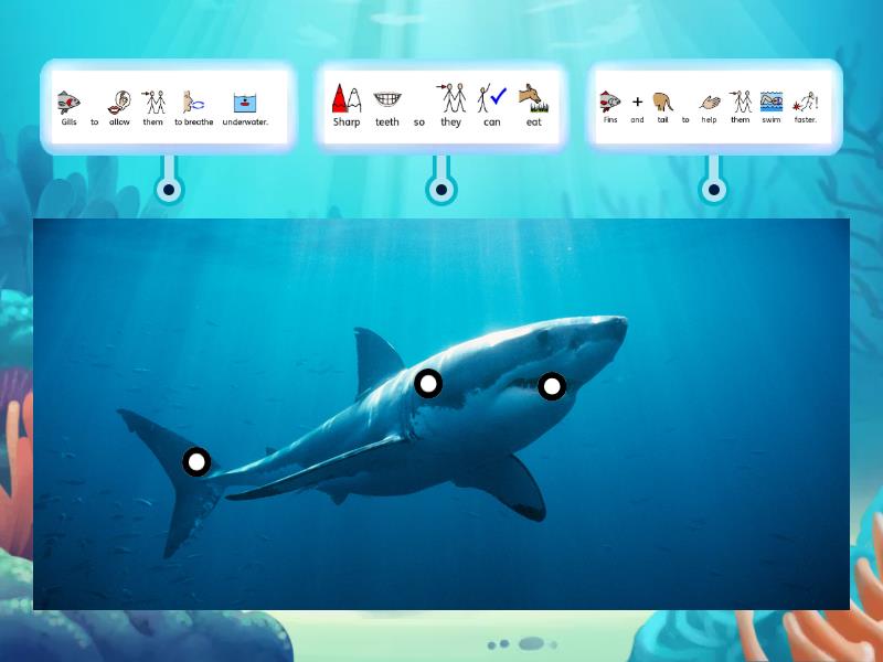 how-do-sharks-survive-in-their-habitat-labelled-diagram