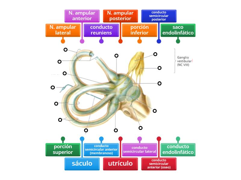 Anatomía Oído Interno (conductos semicirculares) - Labelled diagram