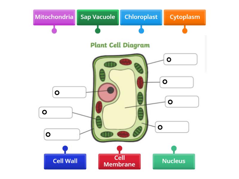 Plant Cell Label 6th Grade - Labelled diagram