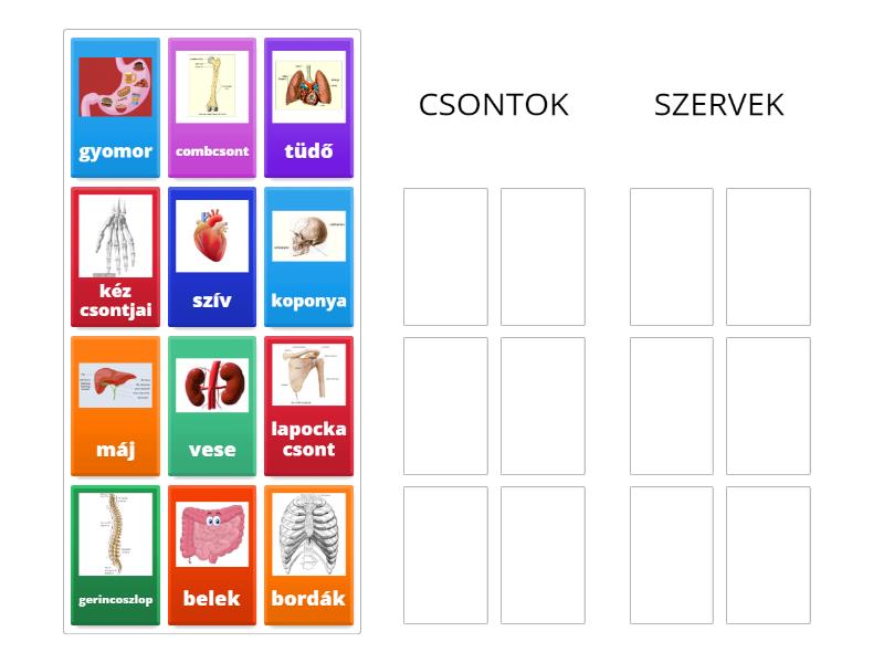 Test - csontok - szervek - Group sort
