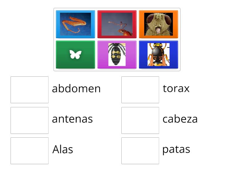 Partes de los insectos - Match up