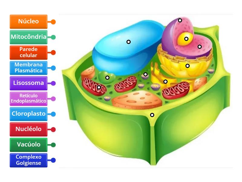 Citoplasma e suas Organelas - Labelled diagram