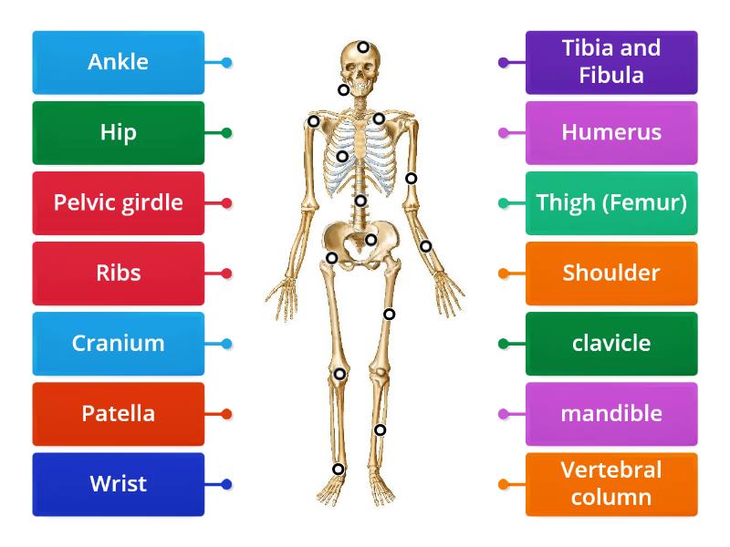 Skeleton- scientific terms ADVANCED - Labelled diagram