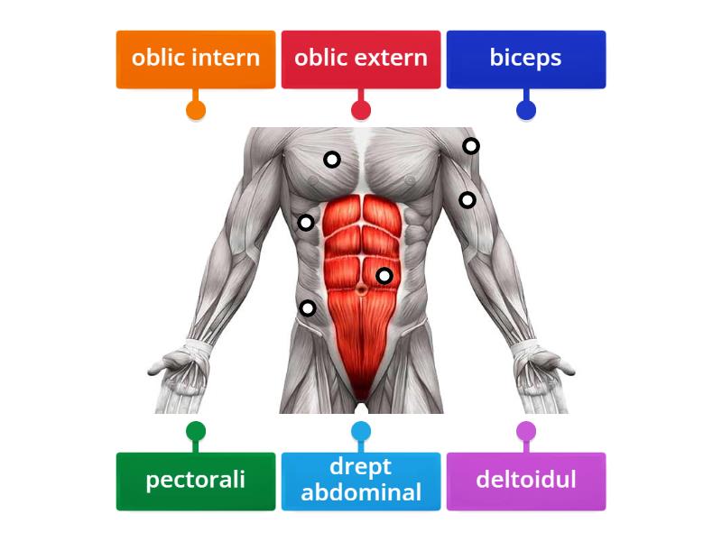 muschii abdomenului si membrelor superioare - Labelled diagram