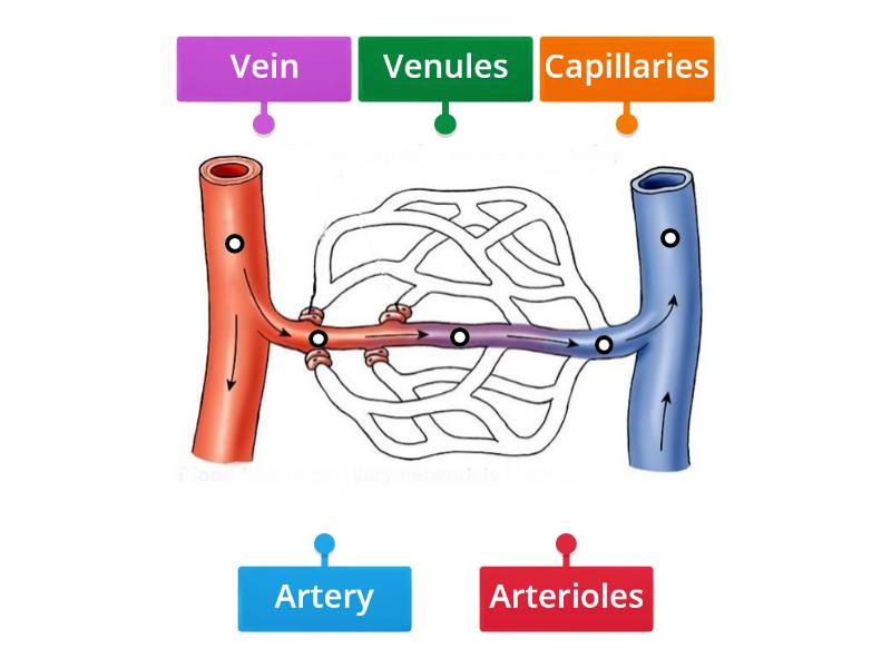 Label the Blood Vessels - Labelled diagram