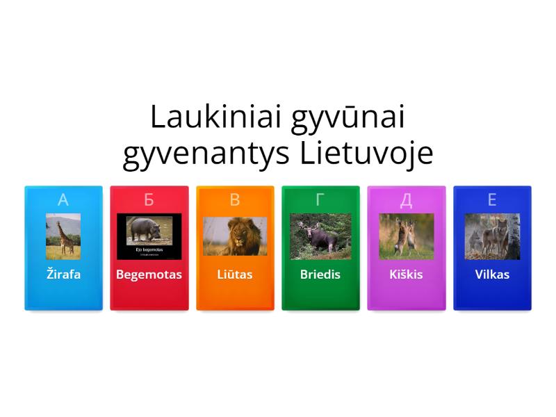 Laukiniai Gyvūnai Quiz