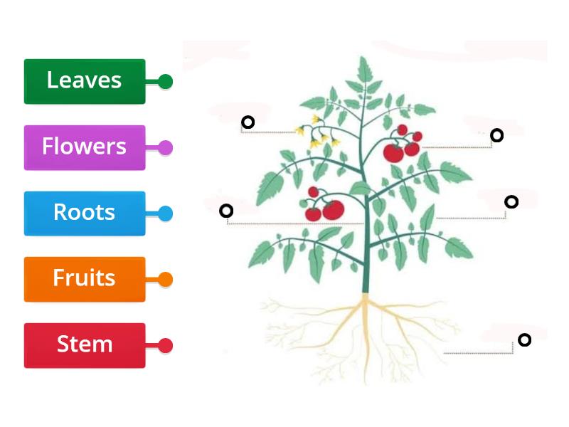 Parts Of Plants - Labelled Diagram