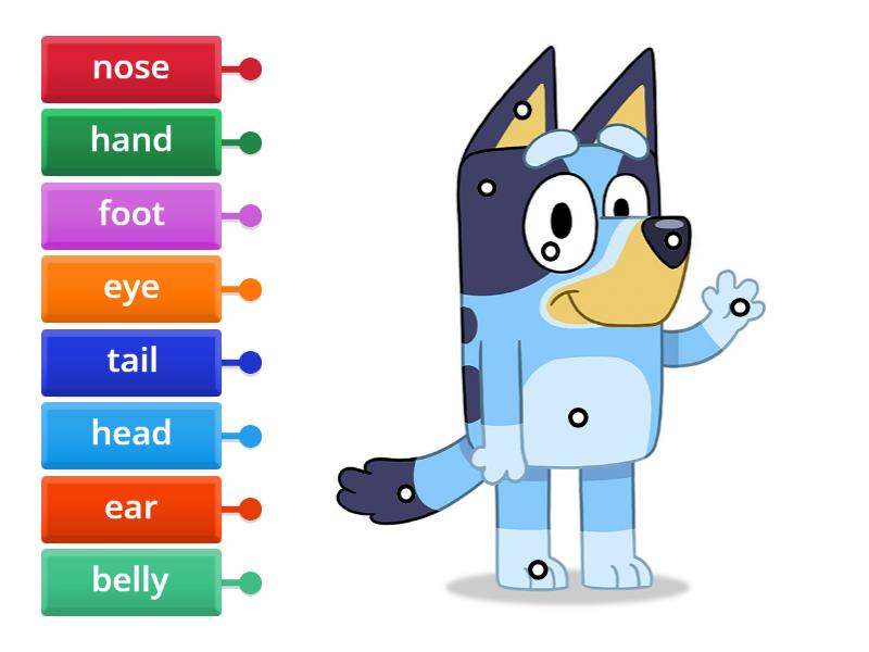 Bluey - body parts - Labelled diagram