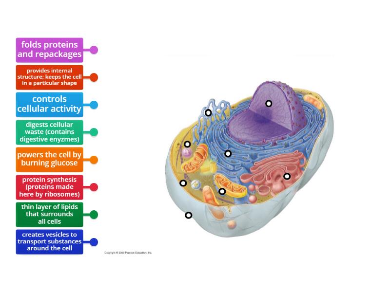 label animal cell functions - Labelled diagram