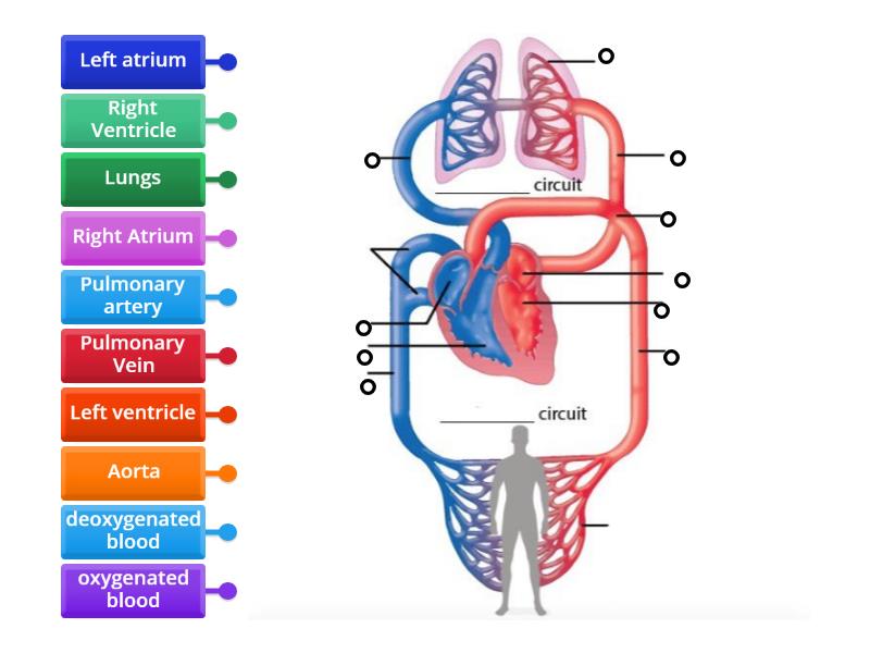 Double circulatory system to label - Labelled diagram