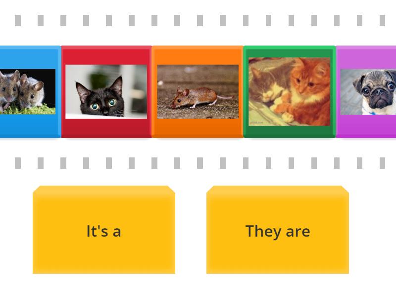 Kids box 1 Unit 5 plurals - Speed sorting