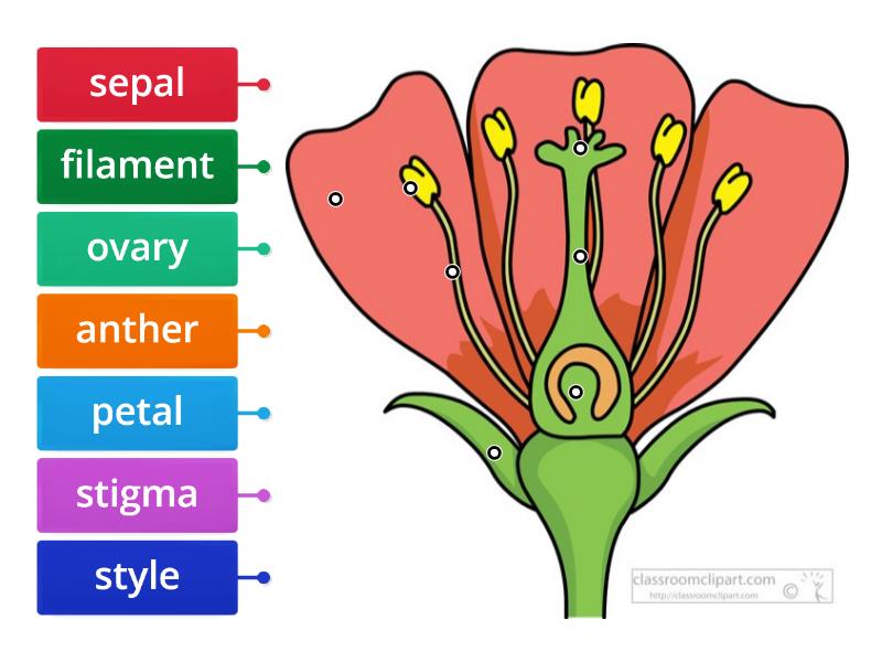 Parts of a flower-Revision - Labelled diagram