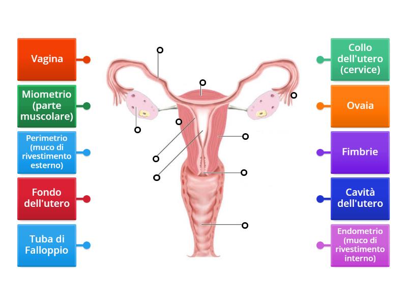 Apparato Riproduttore Femminile Sezione Frontale Labelled Diagram 4810
