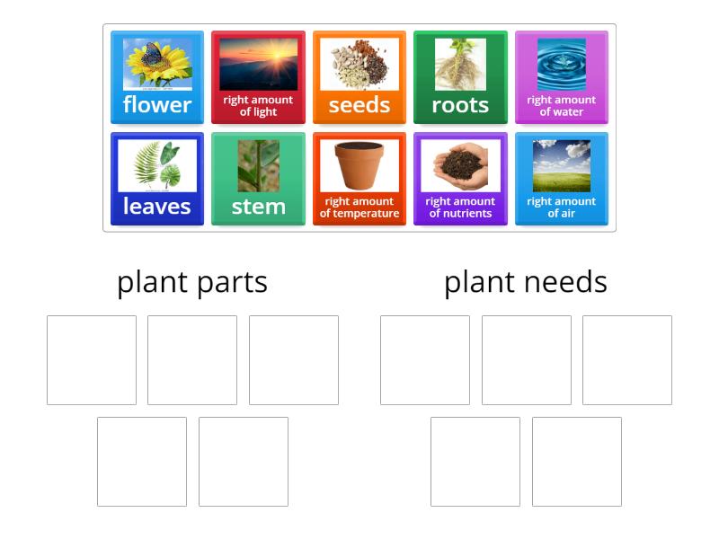 Plant Needs and Parts of a Plant - Group sort