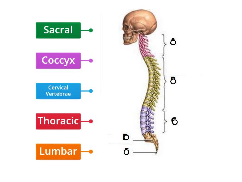 Vertebral Column - Labelled diagram