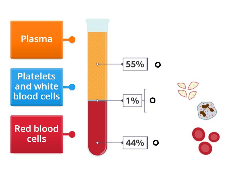 Parts of the blood 1 - Labelled diagram