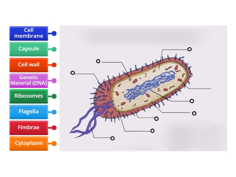 Labeled Bacteria Cell Ks3