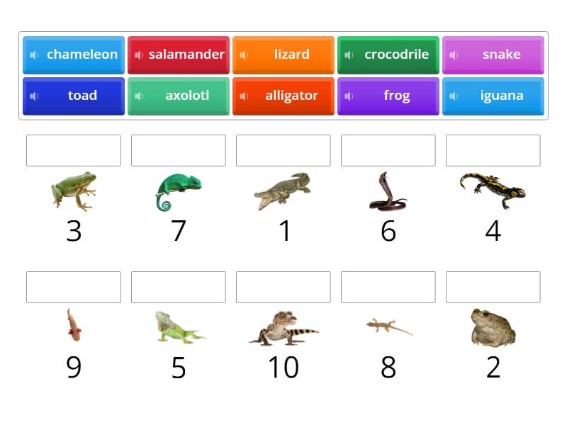 Amphibians & Reptiles - Match up